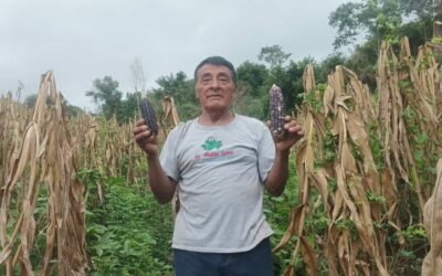 Proyecto de conservación del maíz criollo en Huatulco