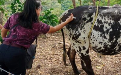 Acciones para beneficiar al sector ganadero de Huatulco